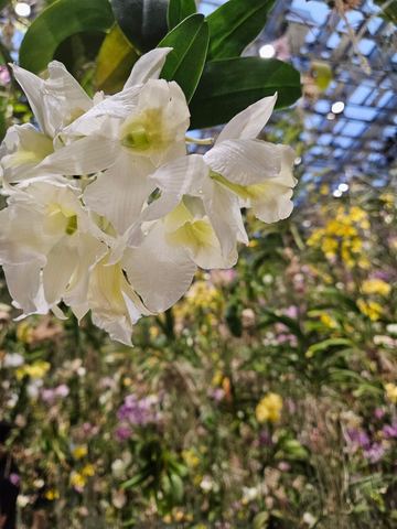Living orchids overhead